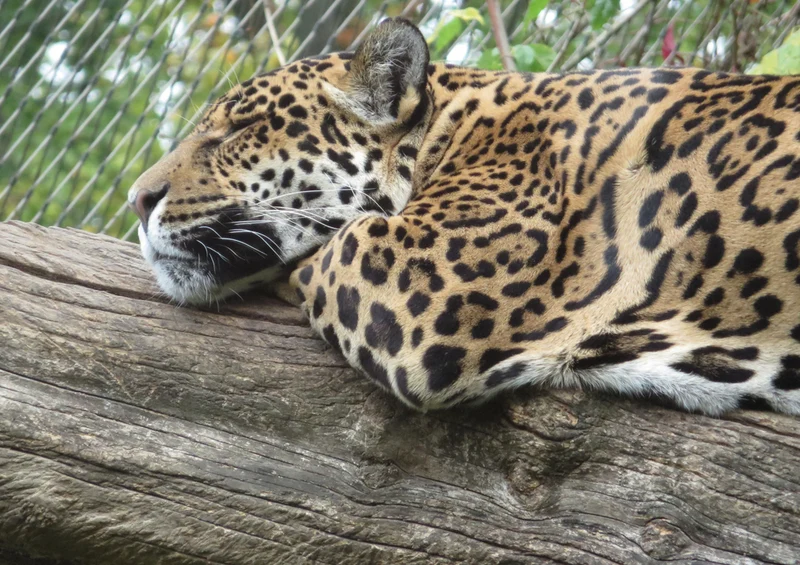 76963 Tierwelt - Leopard Puzzle