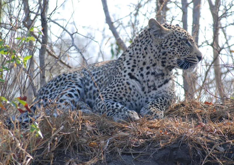 76976 Tierwelt - Leopard Puzzle