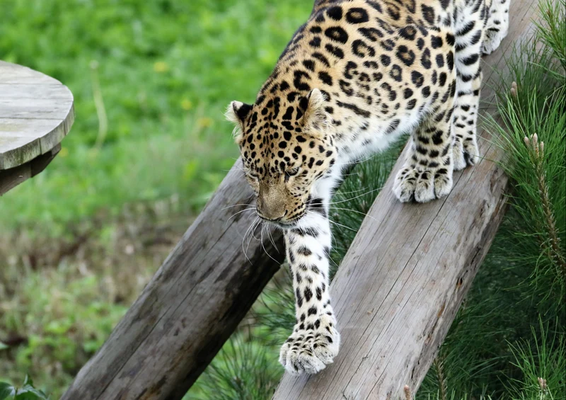 76979 Tierwelt - Leopard Puzzle