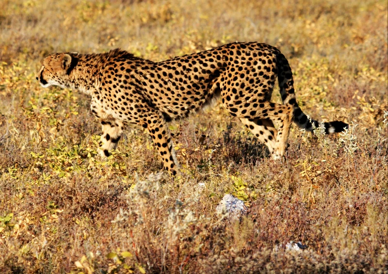 77142 Tierwelt - Gepard Puzzle