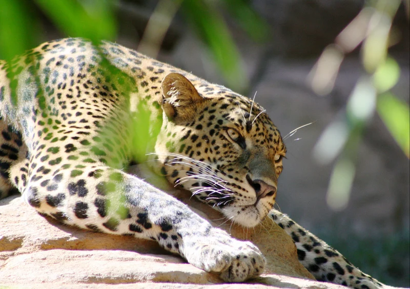 77145 Tierwelt - Leopard Puzzle