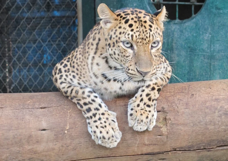 76986 Tierwelt - Leopard Puzzle