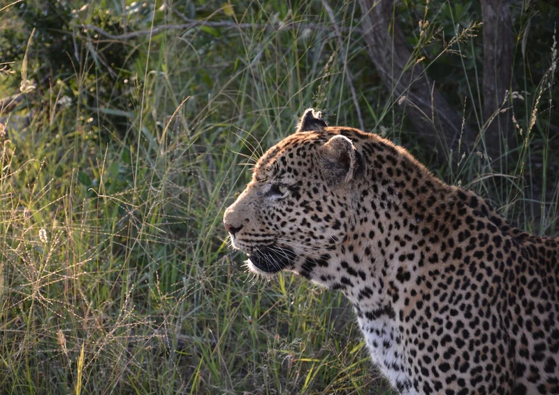76988 Tierwelt - Leopard Puzzle