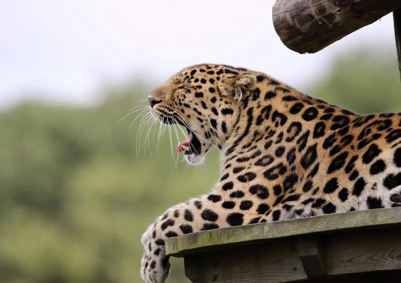 77470 Natur - Leopard Puzzle