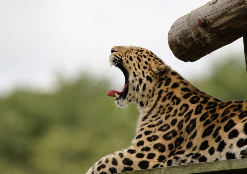 77477 Natur - Leopard Puzzle