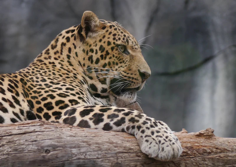 77483 Natur - Leopard Puzzle