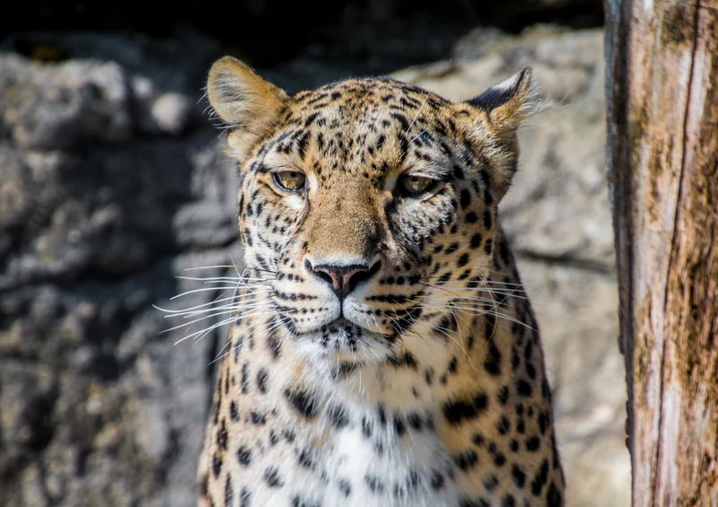 77493 Natur - Leopard Puzzle