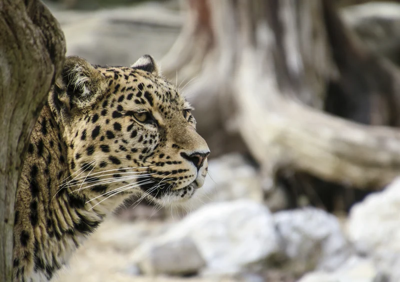 77499 Natur - Leopard Puzzle