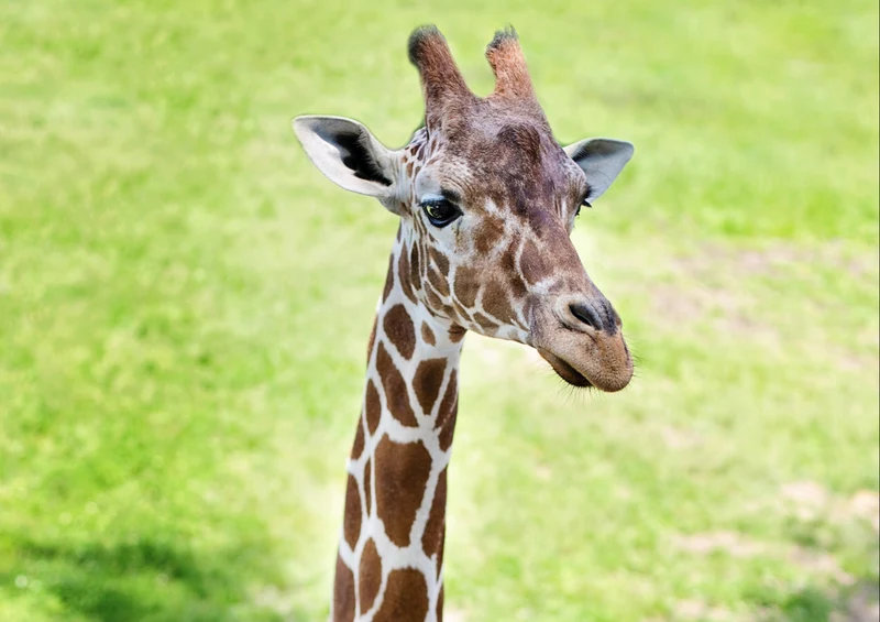 78969 Natur - Giraffe Puzzle