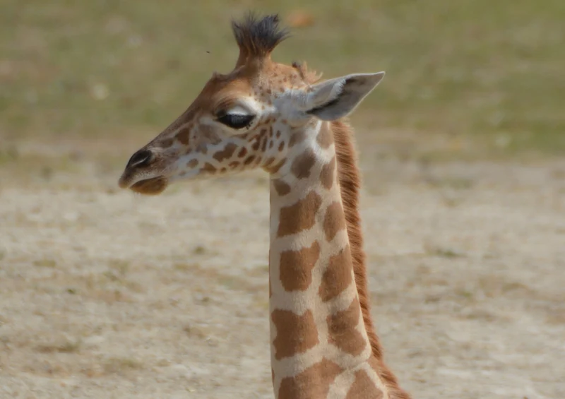 78973 Natur - Giraffe Puzzle