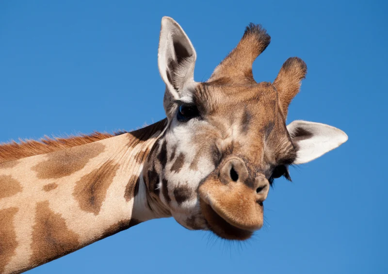 78974 Natur - Giraffe Puzzle