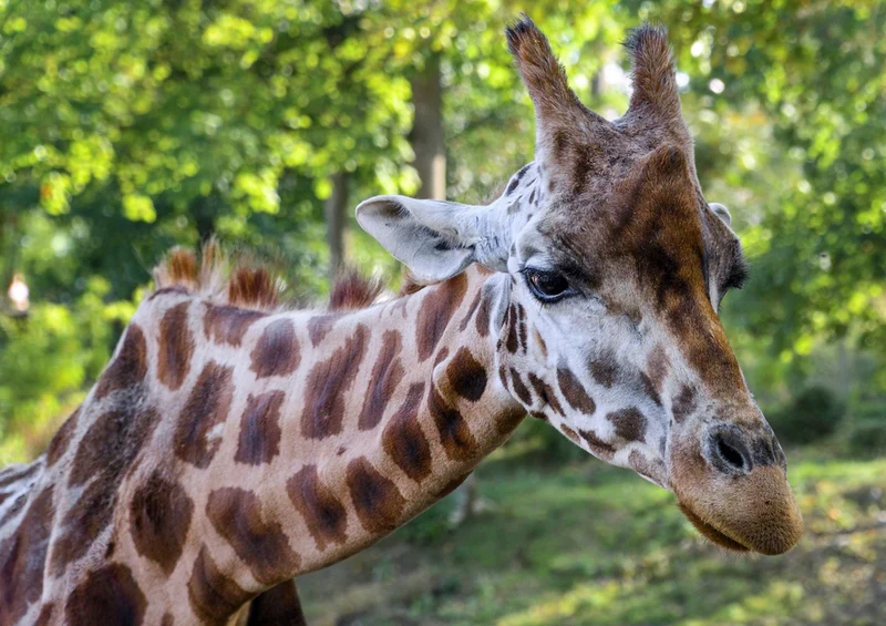 78977 Natur - Giraffe Puzzle