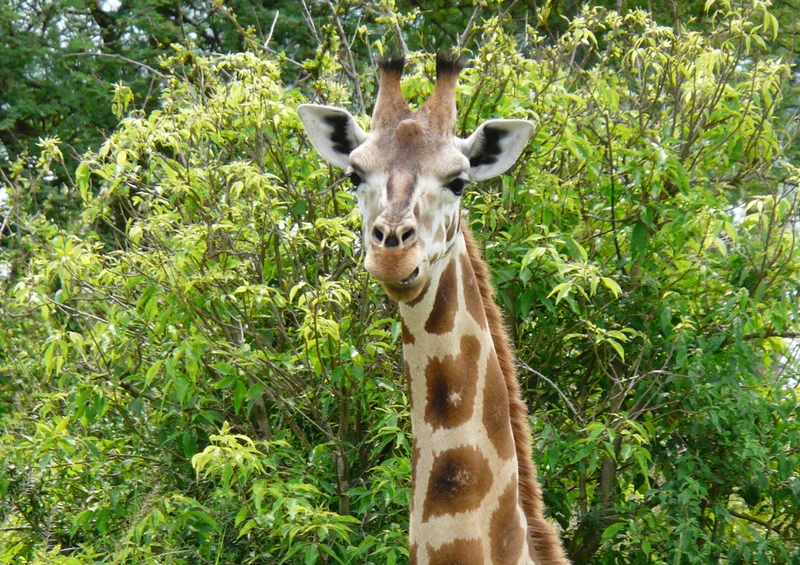 78989 Natur - Giraffe Puzzle