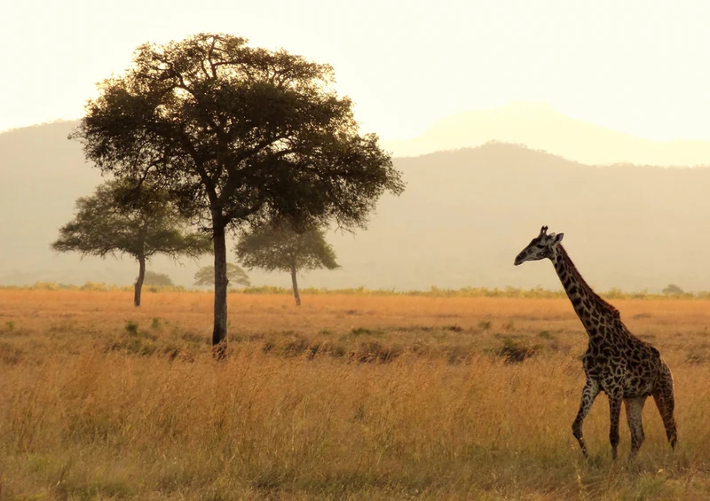 78990 Natur - Giraffe Puzzle