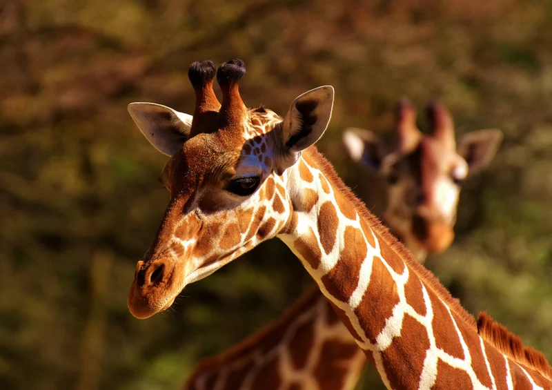 78991 Natur - Giraffe Puzzle