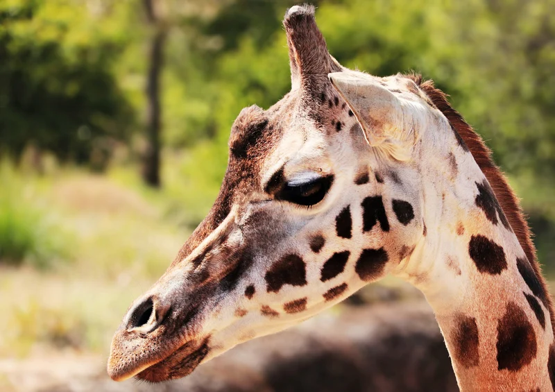 79002 Natur - Giraffe Puzzle