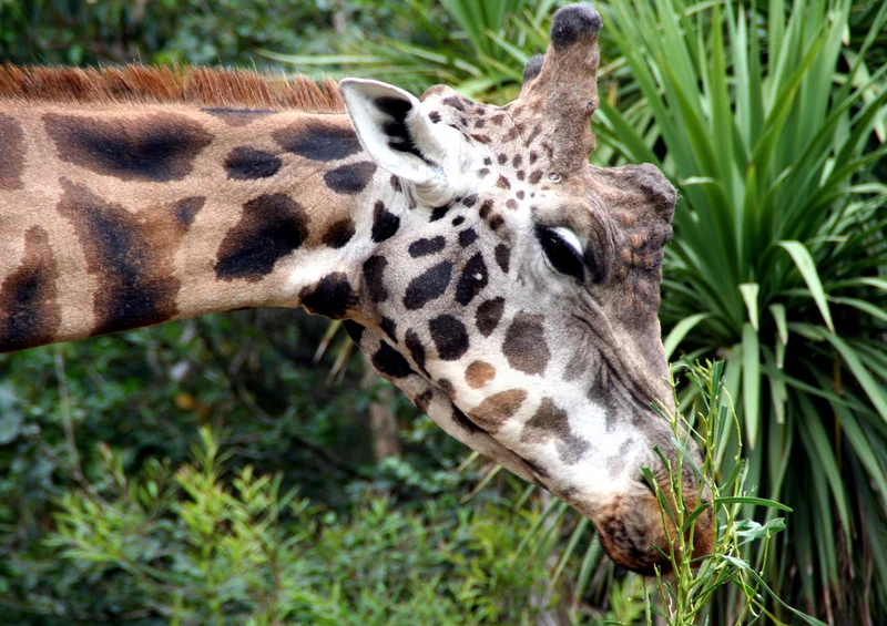 70707 Tierwelt - Giraffe Puzzle