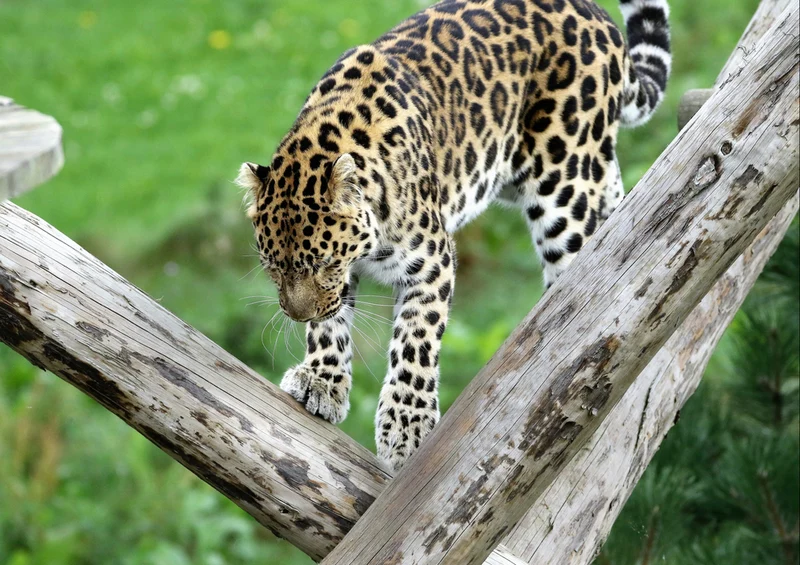 76995 Tierwelt - Leopard Puzzle