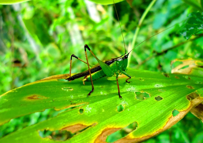 77536 Natur - Grasshüpfer Puzzle