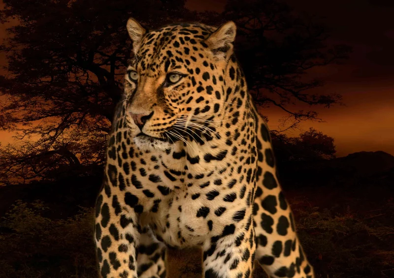 77540 Natur - Leopard Puzzle