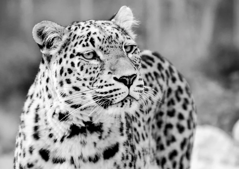 77544 Natur - Leopard Puzzle