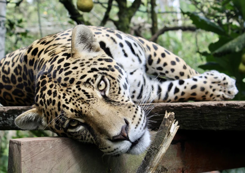 77548 Natur - Jaguar Puzzle