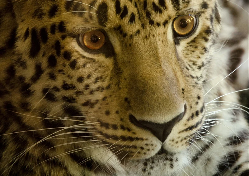 77552 Natur - Leopard Puzzle
