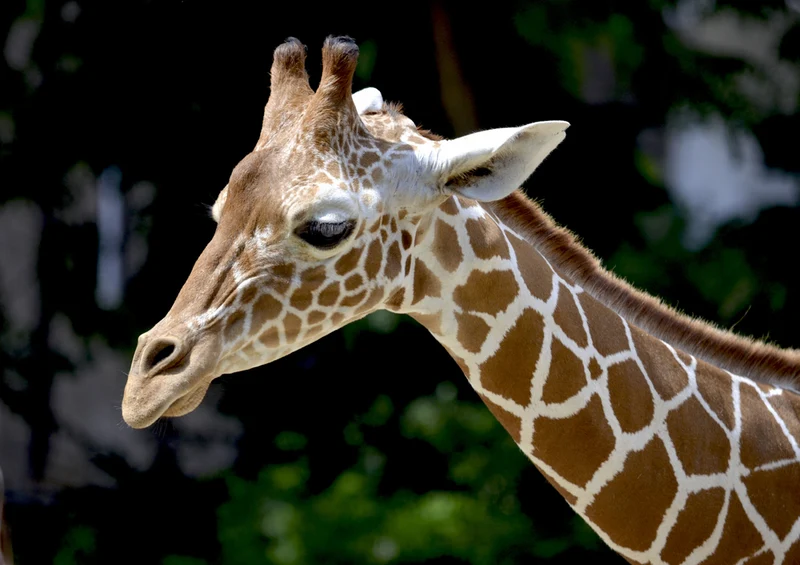 79009 Natur - Giraffe Puzzle