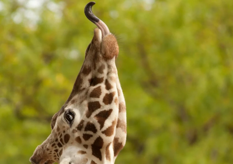 79014 Natur - Giraffe Puzzle