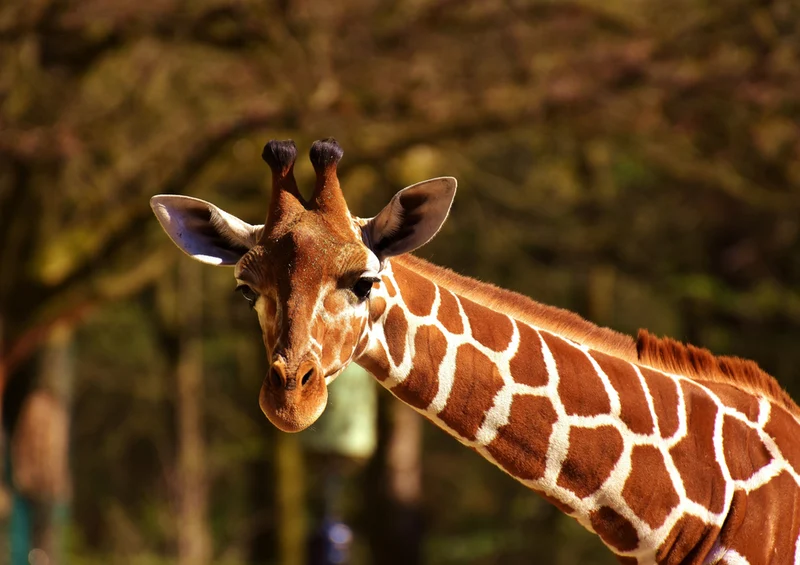 79021 Natur - Giraffe Puzzle