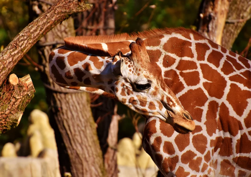 79024 Natur - Giraffe Puzzle