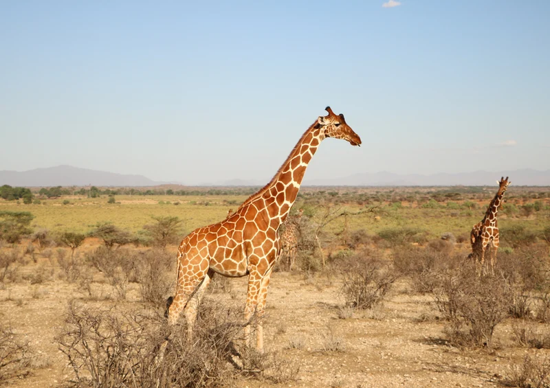 79040 Natur - Giraffe Puzzle