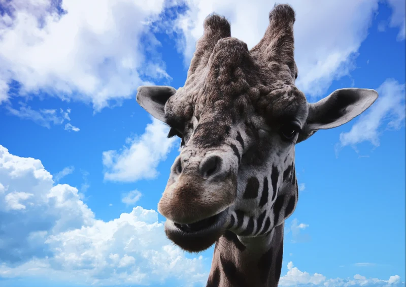79046 Natur - Giraffe Puzzle