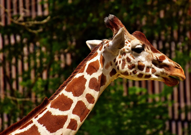 78842 Natur - Giraffe Puzzle