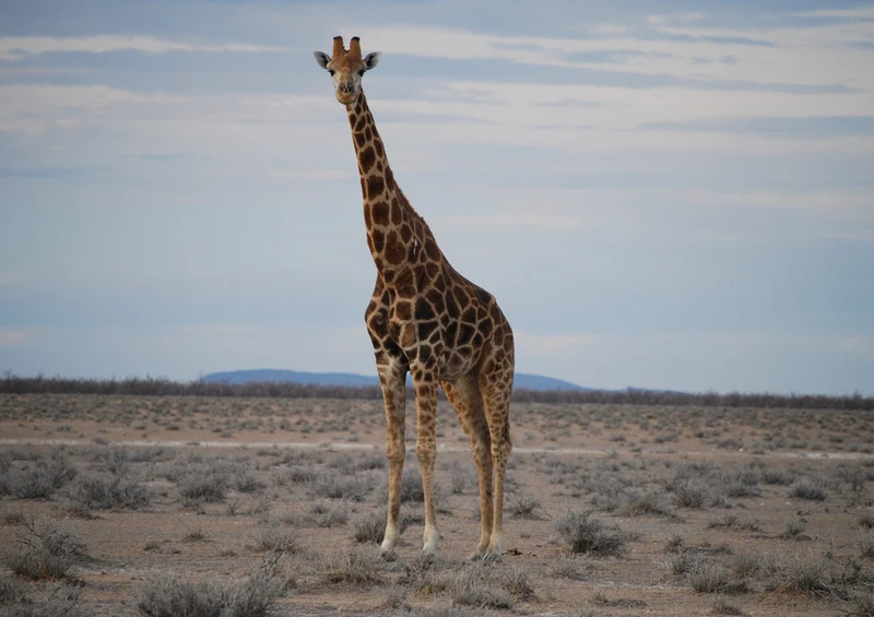 78845 Natur - Giraffe Puzzle