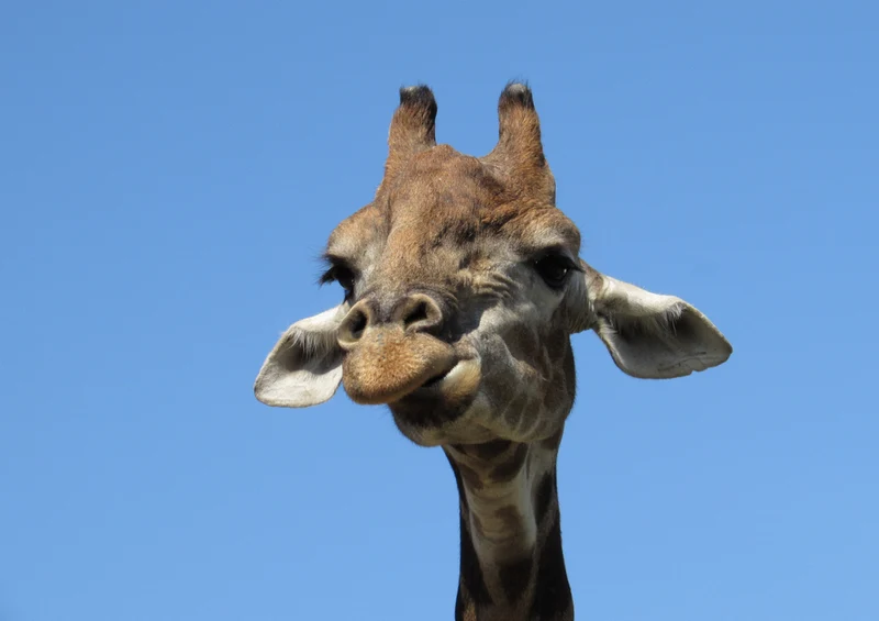 78852 Natur - Giraffe Puzzle