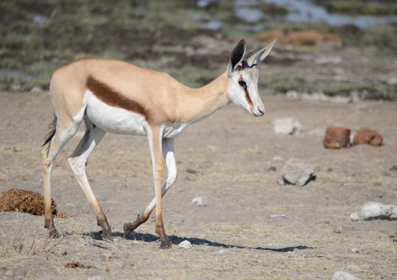 79213 Tierwelt - Antilope Puzzle