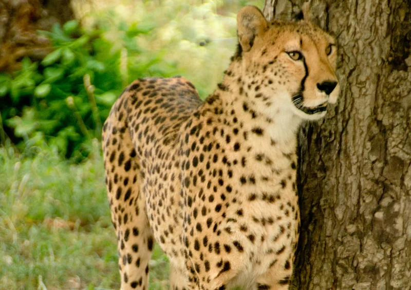 79218 Natur - Gepard Puzzle
