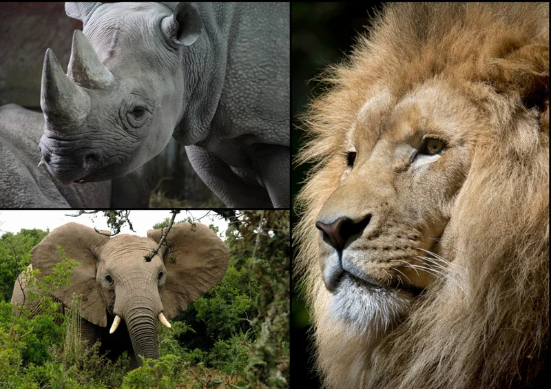 79347 Natur - Wildtiere Puzzle