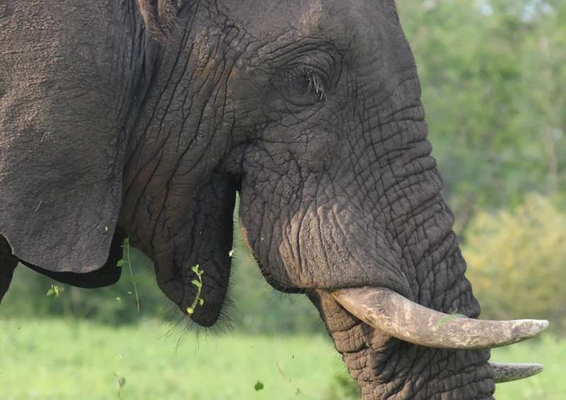 79358 Natur - Elefant Puzzle