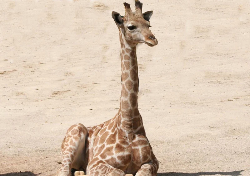79590 Tierwelt - Giraffe Puzzle