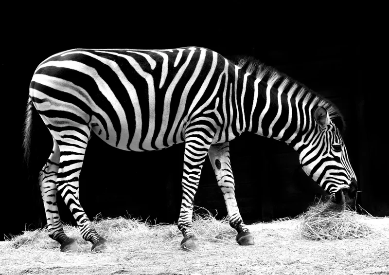 79598 Tierwelt - Zebra Puzzle
