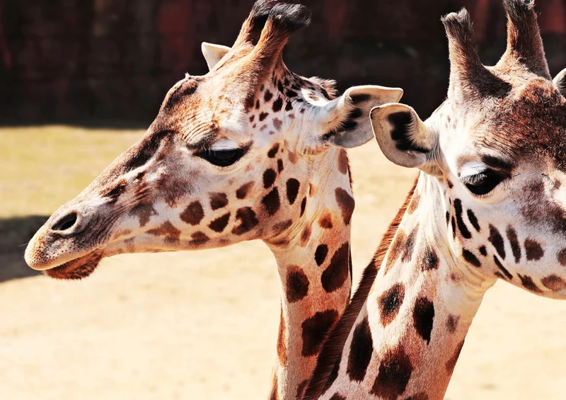 79061 Natur - Giraffen Puzzle