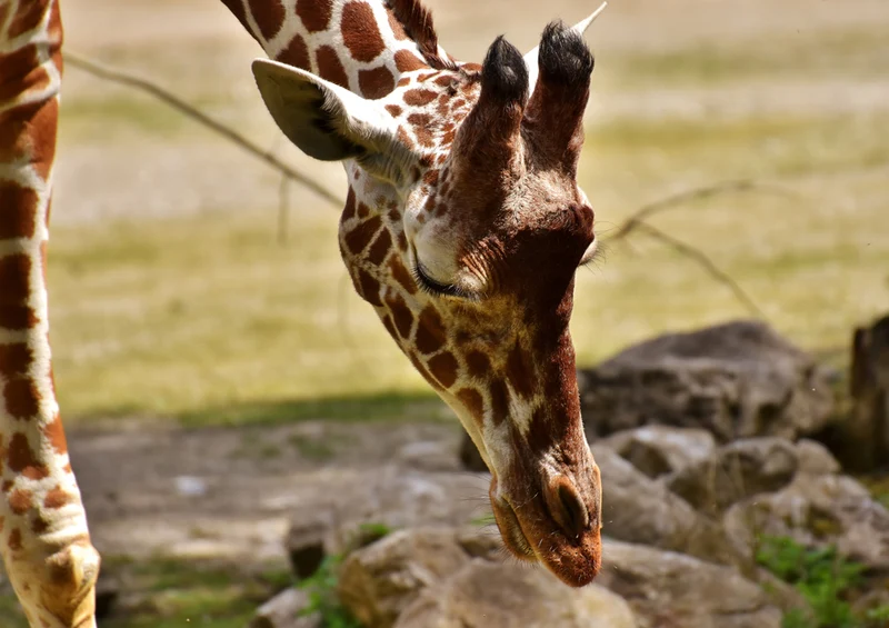 79067 Natur - Giraffe Puzzle