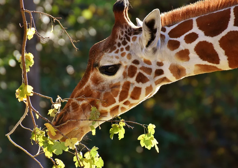 79074 Natur - Giraffe Puzzle