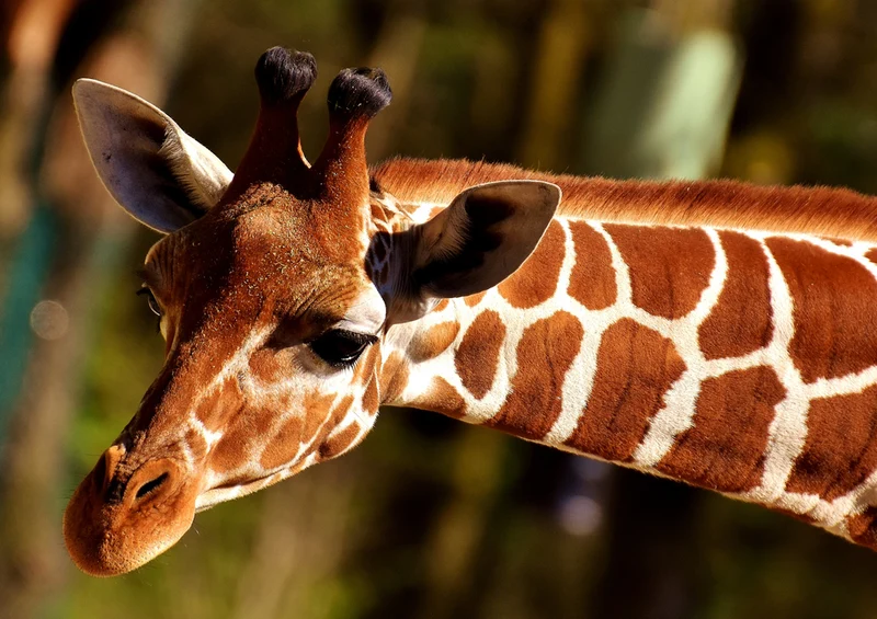 79081 Natur - Giraffe Puzzle