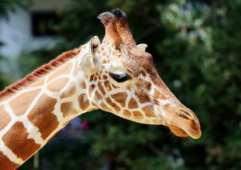 78862 Natur - Giraffe Puzzle