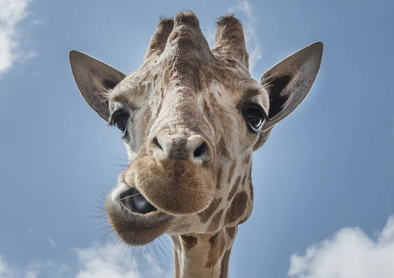 78869 Natur - Giraffe Puzzle