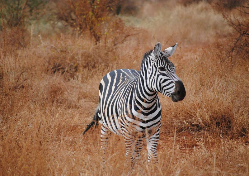 78894 Natur - Zebra Puzzle