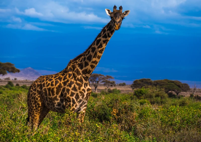 78897 Natur - Giraffe Puzzle
